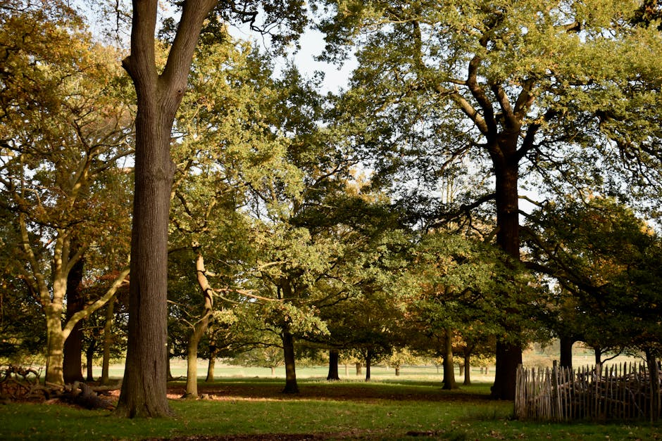 A peaceful park scene featuring several large deciduous trees with thick trunks and sprawling branches covered in green and yellow leaves, indicating early autumn. The ground is a combination of lush