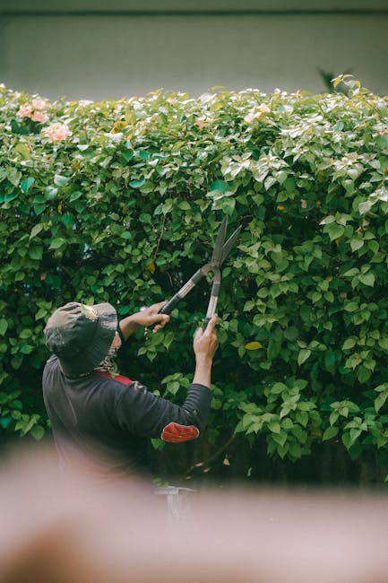 A gardener wearing a wide-brimmed hat and a dark jacket with red patches is trimming a dense, green hedge using long-handled pruning shears. The hedge comprises small, glossy leaves with clusters of p